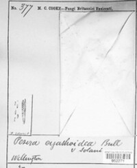 Cyathicula cyathoidea image